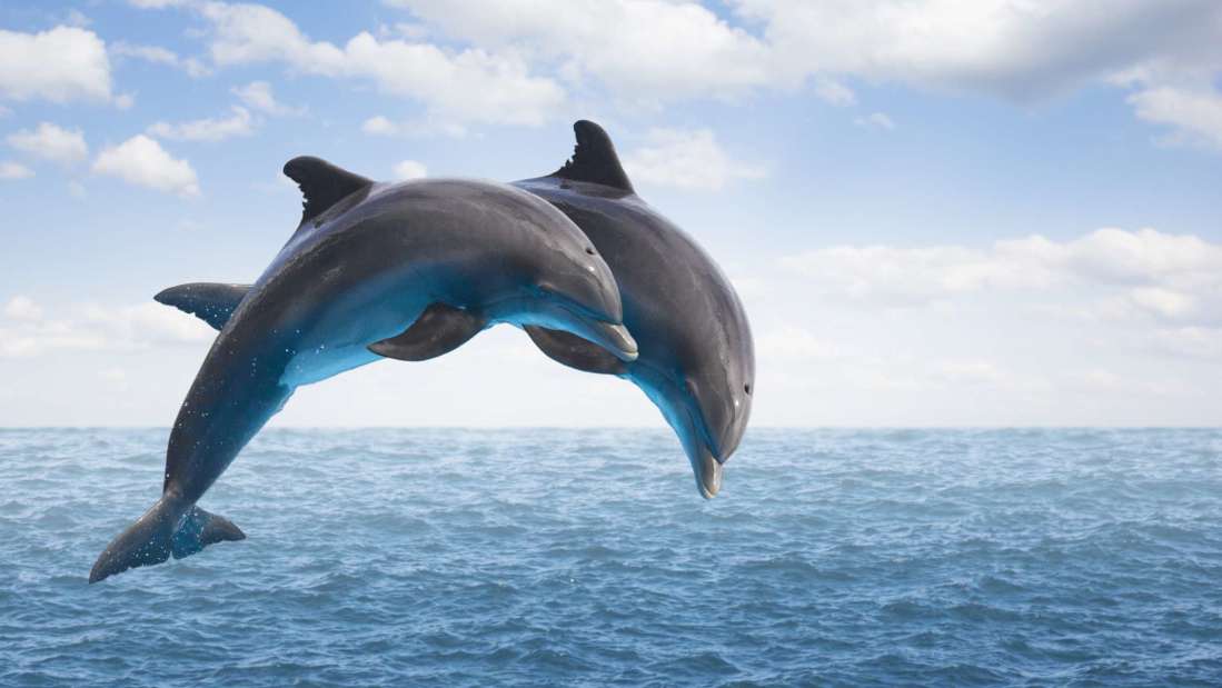 Dolphin